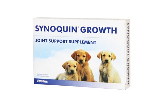 synoquin puppy